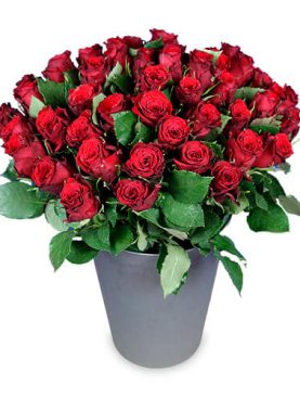 Premium Blumenstrauß - 50 rote Rosen