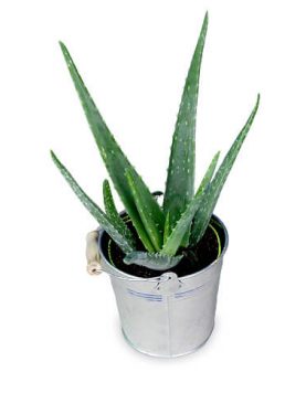 Aloe Vera Pflanze inkl. Übertopf
