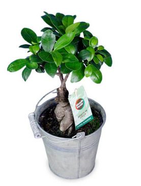 Ficus Ginseng inkl. Übertopf
