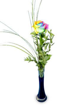 Einzelne bunte Rose 