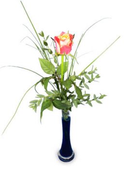 Zweifarbige Rose 