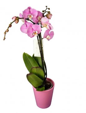 Rosa Orchidee inkl. Übertopf