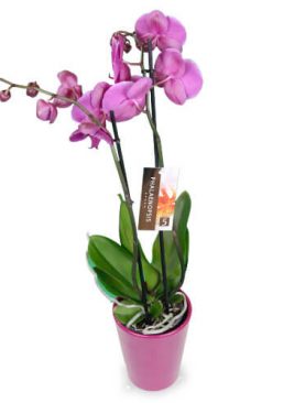 Lila Orchidee inkl. Übertopf