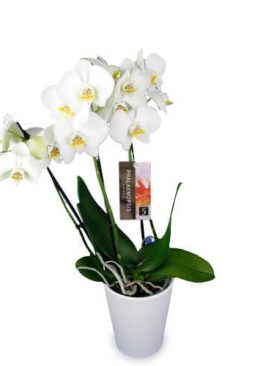 Weiße Orchidee inkl. Übertopf