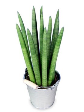 Sansevieria inkl. Übertopf