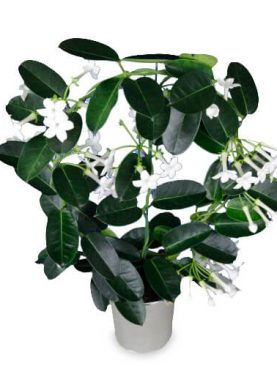 Stephanotis inkl. Übertopf